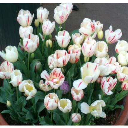 オランダ大使館